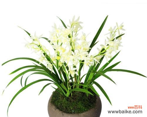 送兰花盆栽作为乔迁之喜的礼物有何深意？