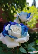 白蓝玫瑰组合代表了什么？它们的花语是什么？