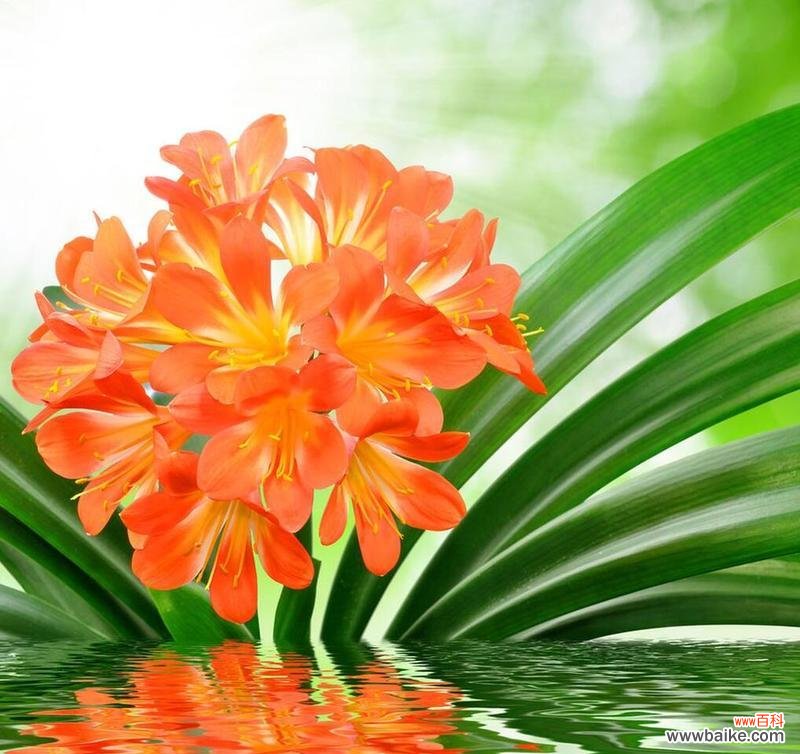 新房适合送哪些植物？它们各自有什么寓意？