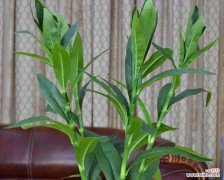 新房适合送哪些植物？它们各自有什么寓意？