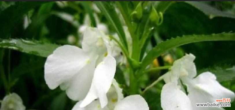 凤仙花花语的传承与演变 凤仙花之美——花语传承的千年文化