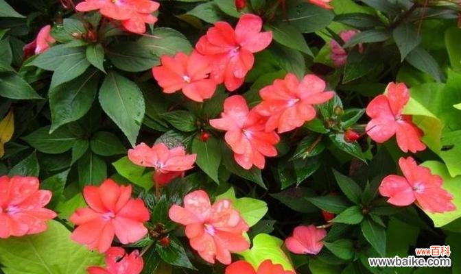 凤仙花花语的传承与演变 凤仙花之美——花语传承的千年文化