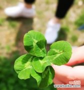 五叶草在文化和传统中的象征意义 五叶草的寓意