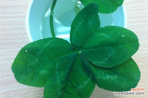 五叶草在文化和传统中的象征意义 五叶草的寓意