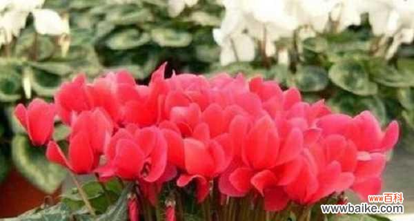 解密仙客来花的含义，传递心意的最佳选择 仙客来花语与寓意，送给TA的最佳选择