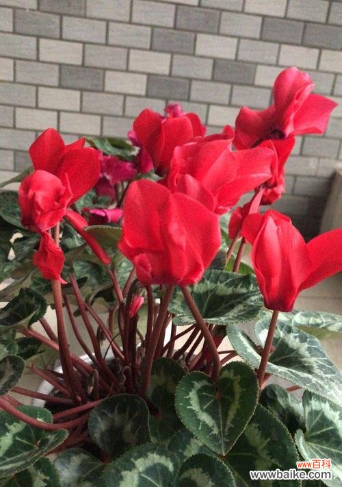 解密仙客来花的含义，传递心意的最佳选择 仙客来花语与寓意，送给TA的最佳选择