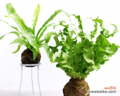 探寻鸟巢蕨的神秘传说与美丽含义 鸟巢蕨花语与传说