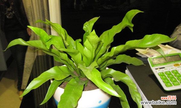 探寻鸟巢蕨的神秘传说与美丽含义 鸟巢蕨花语与传说