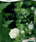 解读茉莉花的五种含义 茉莉花的花语