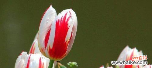 探寻郁金香花语和寓意，了解其象征意义 郁金香