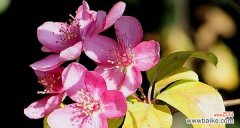 美丽的花朵，背后的含义 秋海棠花语与寓意