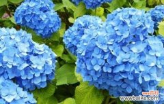 探究绣球花所代表的情感和象征意义 绣球花的花语和寓意