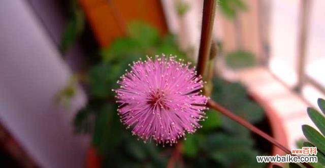 探索花语中的内涵与美好,含羞草的神秘之美 含羞草的花语与寓意