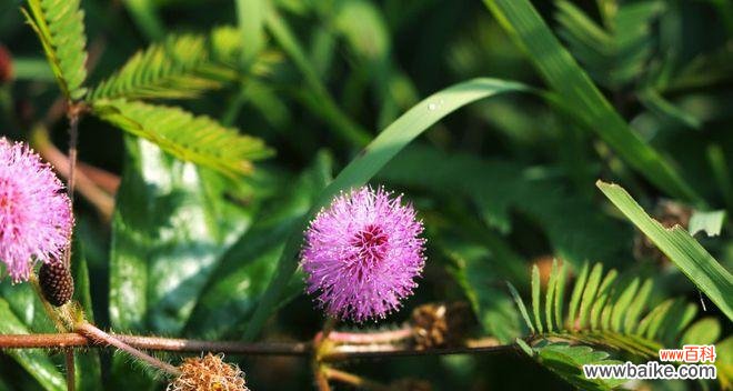 探索花语中的内涵与美好,含羞草的神秘之美 含羞草的花语与寓意