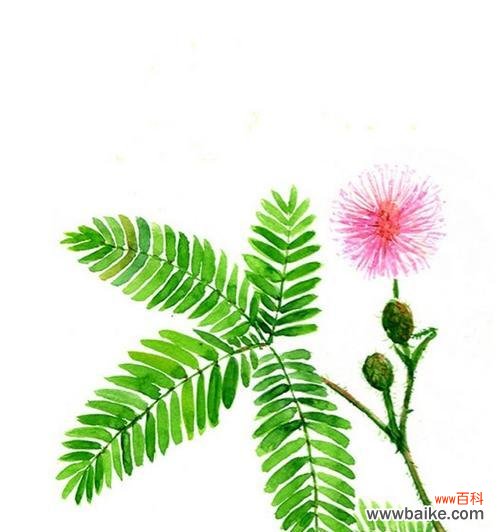 探索花语中的内涵与美好,含羞草的神秘之美 含羞草的花语与寓意