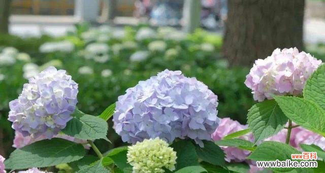 揭开绣球花各种含义，从此不再被其浑浑噩噩的神秘色彩所困扰 绣球花的花语剖析