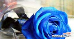 蓝色妖姬，代表着什么？ 蓝色妖姬的花语