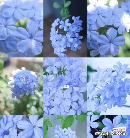 揭开蓝雪花背后的含义，了解它的美丽秘密 蓝雪花的花语与寓意