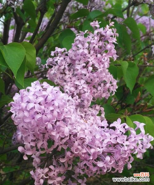 传承着爱和纯真的花朵，鲜花网为您介绍 丁香花——浪漫的传承