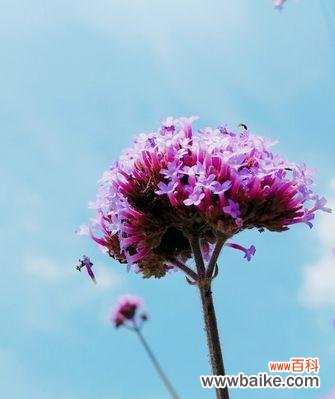 探秘柳叶马鞭草的花语与象征意义 柳叶马鞭草花语