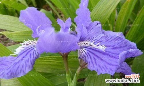 探寻马兰花的深层意义 以马兰花代表的寓意与象征