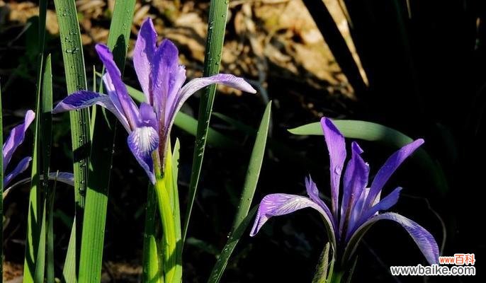 探寻以马兰花花语背后的深意 以马兰花花语解读人生奥秘