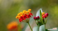 以马利筋花语是什么 以马利筋花语——传达爱意的花语之美