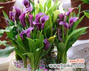 马蹄莲的象征意义及其重要性 马蹄莲