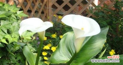 以马蹄莲 以马蹄莲的花语与寓意