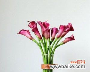 探索马蹄莲的寓意与美丽 马蹄莲