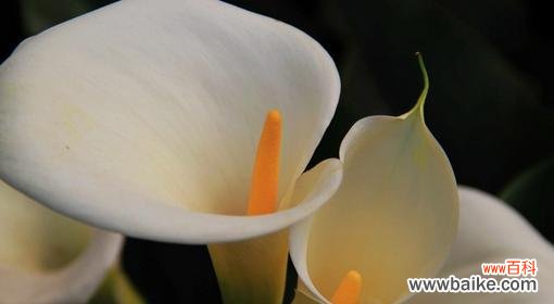 马蹄莲花语的意义及象征 马蹄莲花