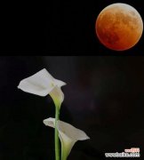 解读马蹄莲花的美丽含义 马蹄莲花语——美好寓意绽放