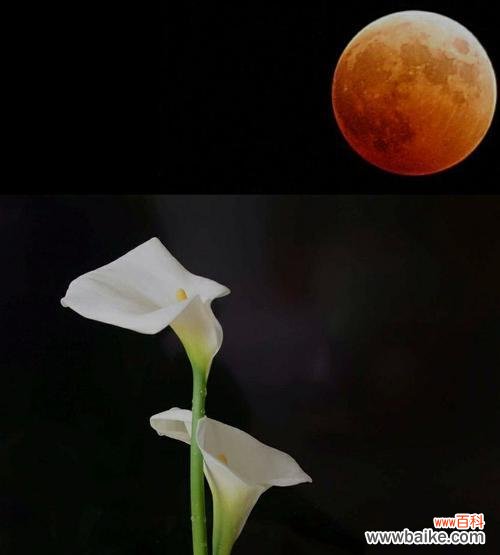 解读马蹄莲花的美丽含义 马蹄莲花语——美好寓意绽放