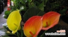 揭示马蹄莲花所代表的美丽和力量 马蹄莲花的花语与意义