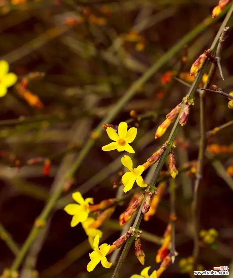 中日照花卉是什么意思?这种花卉对光照有何要求?