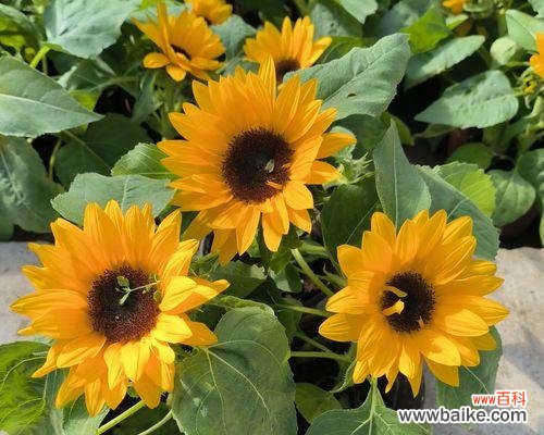 中日照花卉是什么意思?这种花卉对光照有何要求?