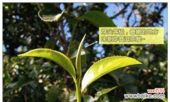 花卉二叶一芽的含义是什么？