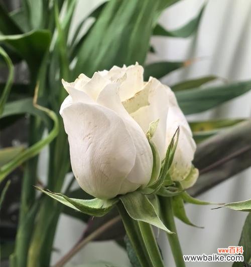 分手后寄白玫瑰有何含义？白玫瑰在分手时代表什么？