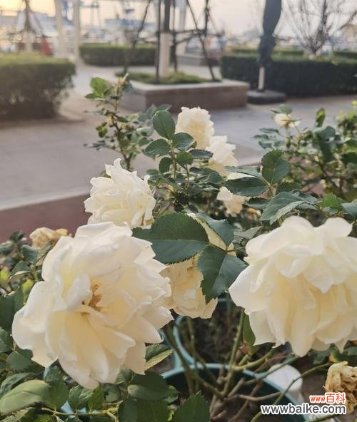 分手后寄白玫瑰有何含义？白玫瑰在分手时代表什么？