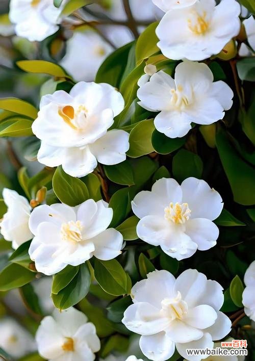 白色山茶花的花语代表什么?