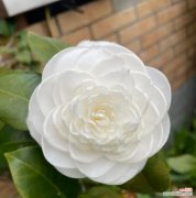 白色山茶花的花语代表什么？