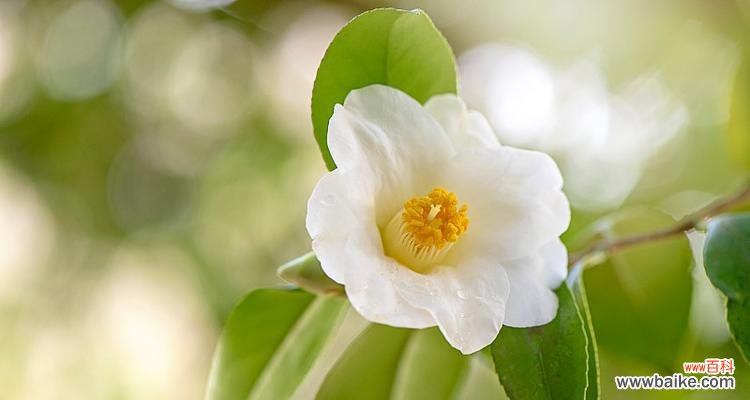 白色山茶花的花语代表什么?