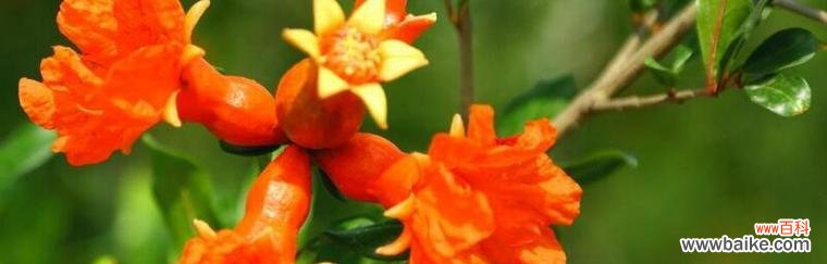 石榴花的寓意是什么?石榴象征着什么?