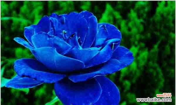 探寻每一种颜色所代表的含义，送花不再迷惑 花开花落，情话玫瑰——解读玫瑰花语