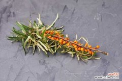 沙棘是一种什么植物，沙棘的植物是啥样的