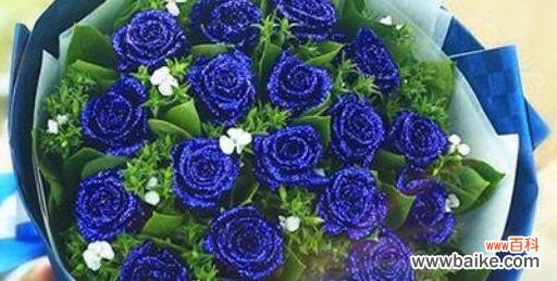 蓝色玫瑰，悄然绽放的神秘与美丽 深入了解蓝色玫瑰花的花语