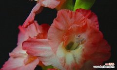 揭秘剑兰花的寓意及传达的信息 剑兰花的意义与花语