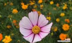 传承民族文化，传递爱与美 格桑花的花语