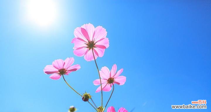 传承民族文化，传递爱与美 格桑花的花语