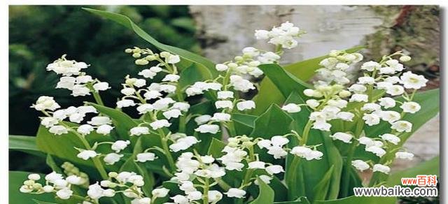 探究铃兰花的象征意义与文化背景 铃兰的花语与寓意